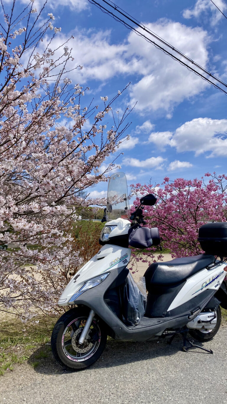 神戸市西区の桜
