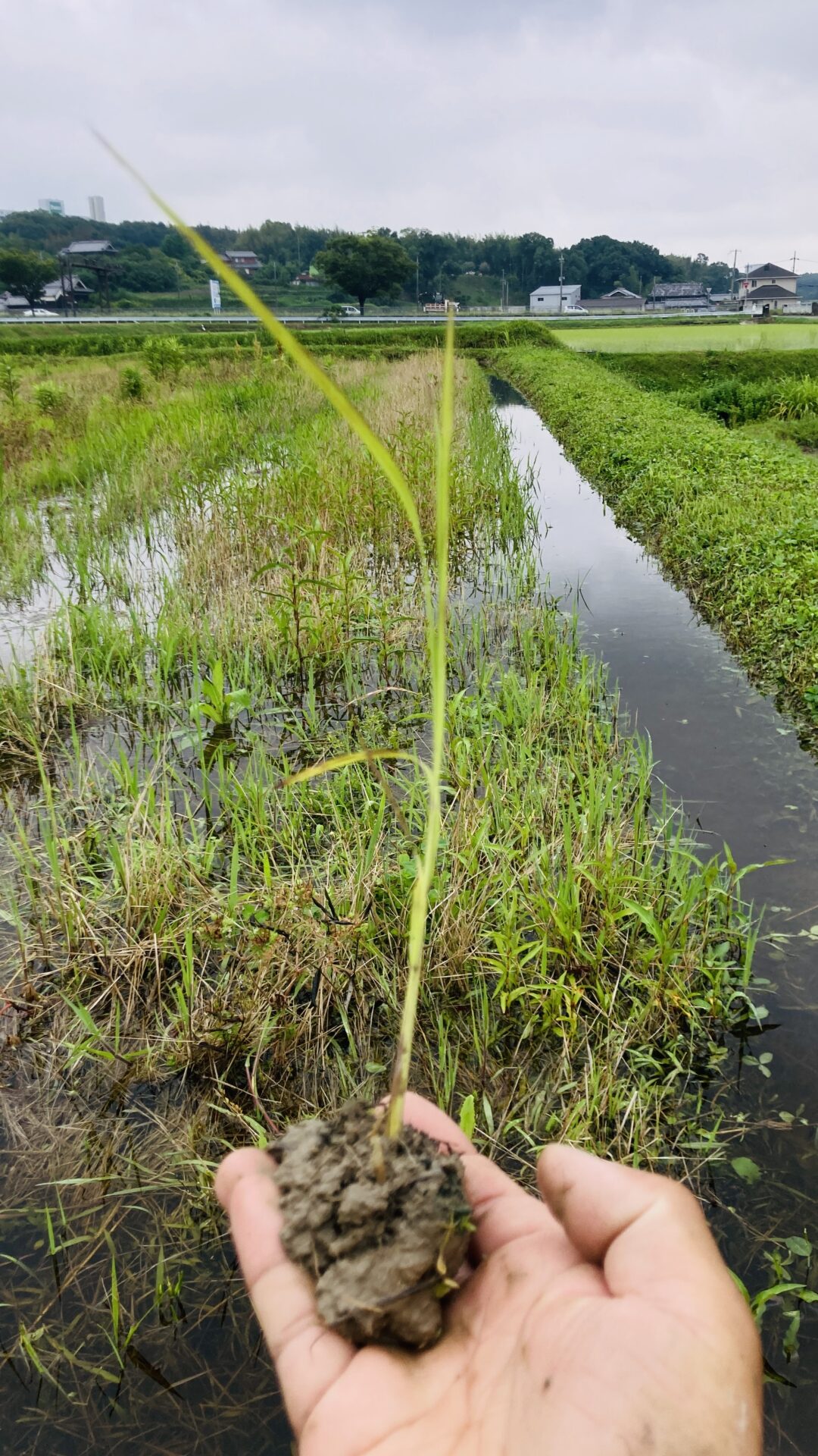 田植え