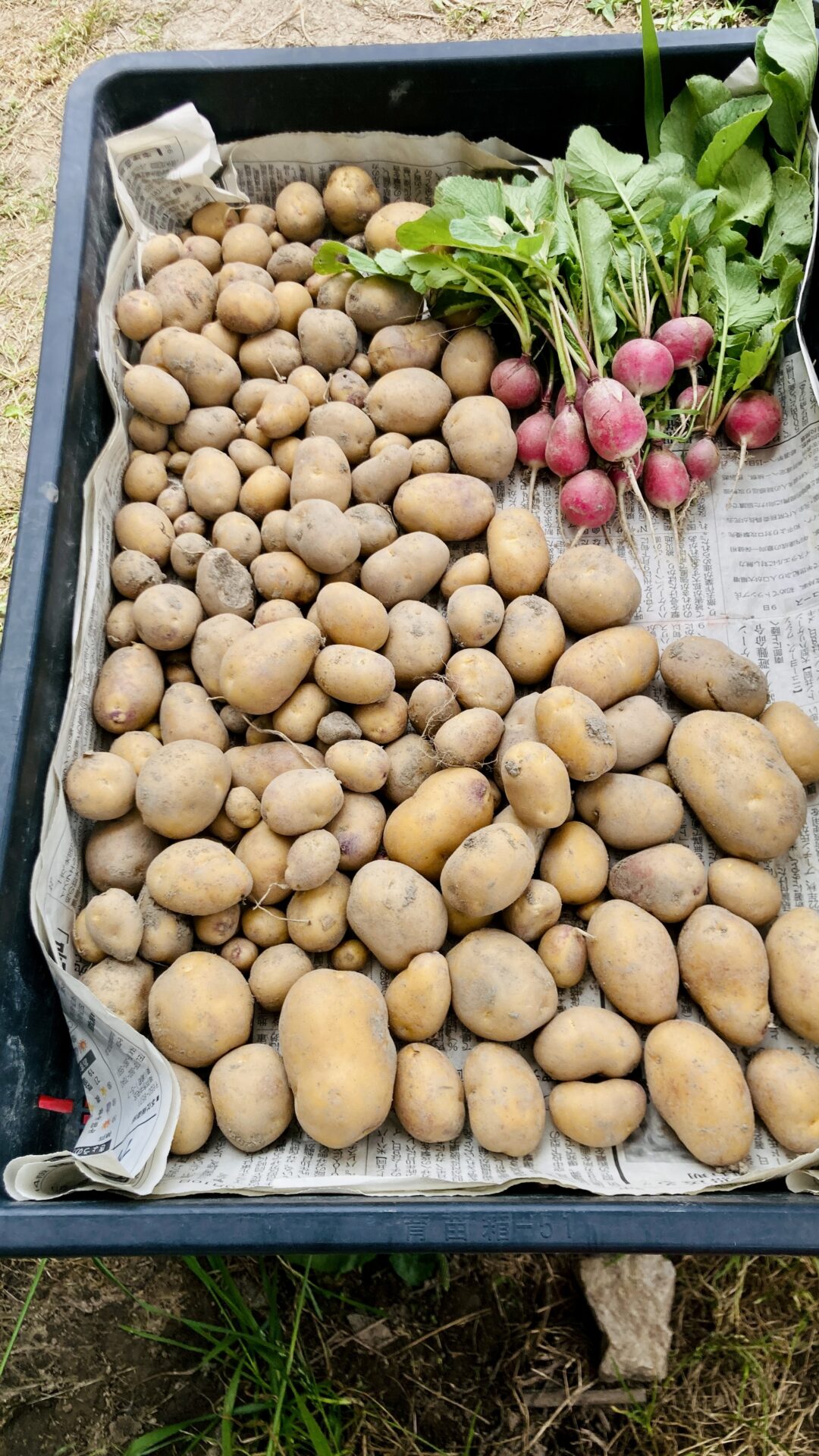 インカのめざめ
